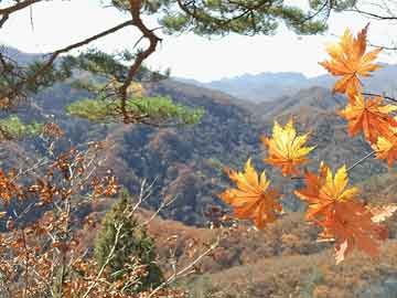 广东跃义贸易有限公司，探索卓越，铸就辉煌