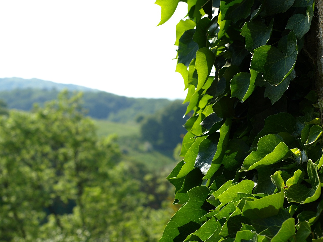 广东生物菌肥有限公司，引领现代农业进入绿色生态新时代