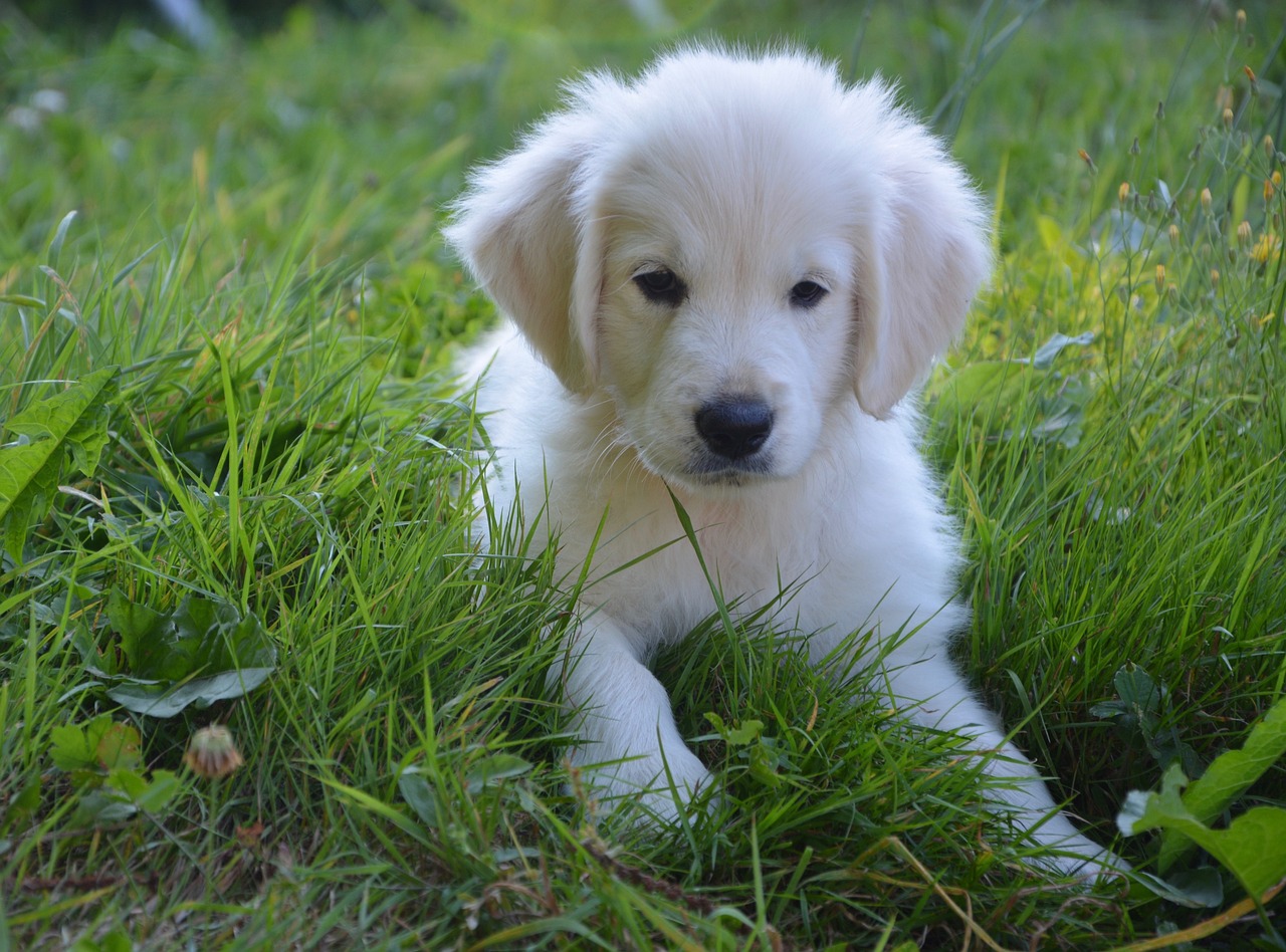 两个月大金毛犬，成长的美好瞬间