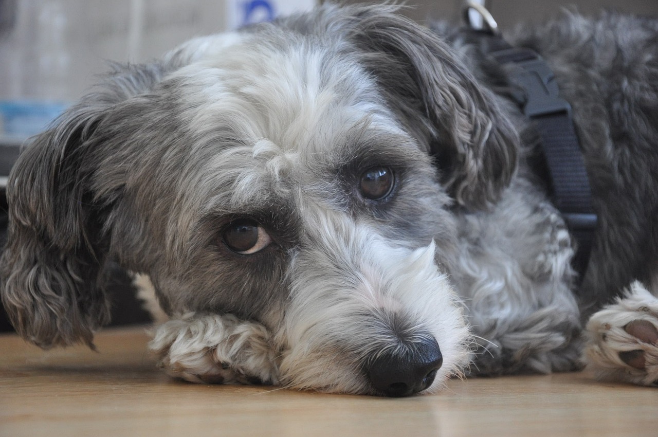 柯基犬的健康与驱虫，几个月驱虫的重要性及方法