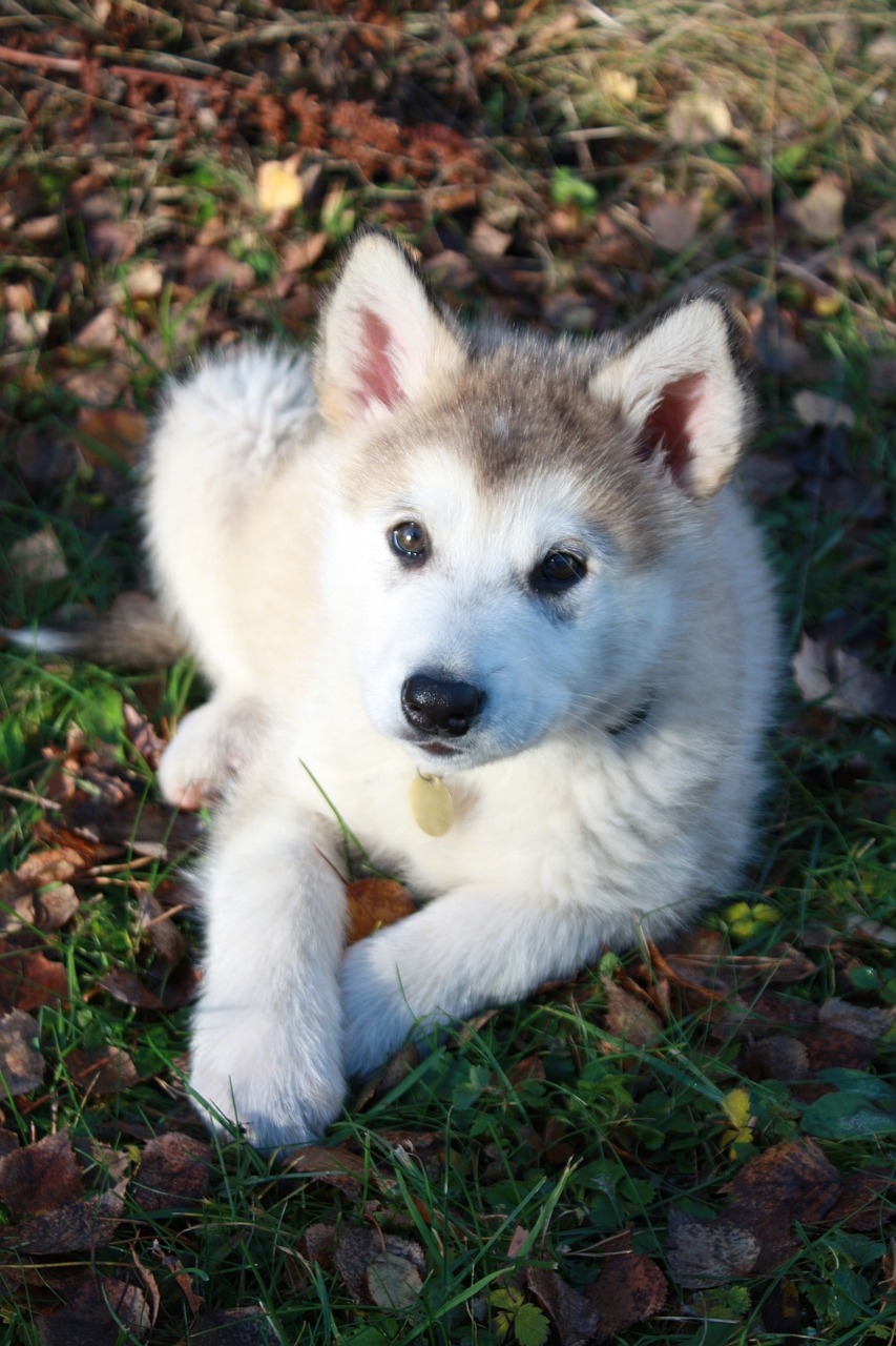 幼犬几个月打狂犬疫苗，了解宠物免疫时间表的重要性