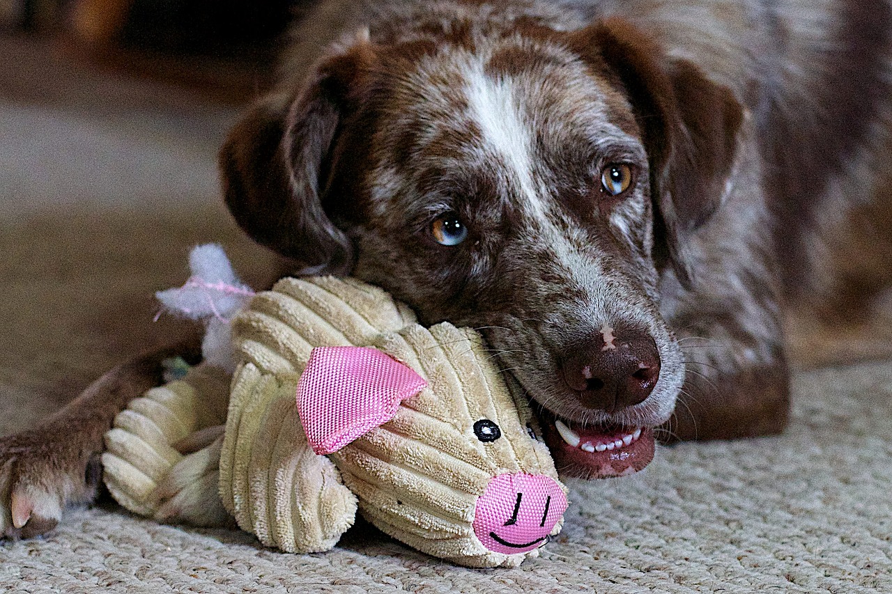 如何养护一个月的狗狗，新生犬的成长指南