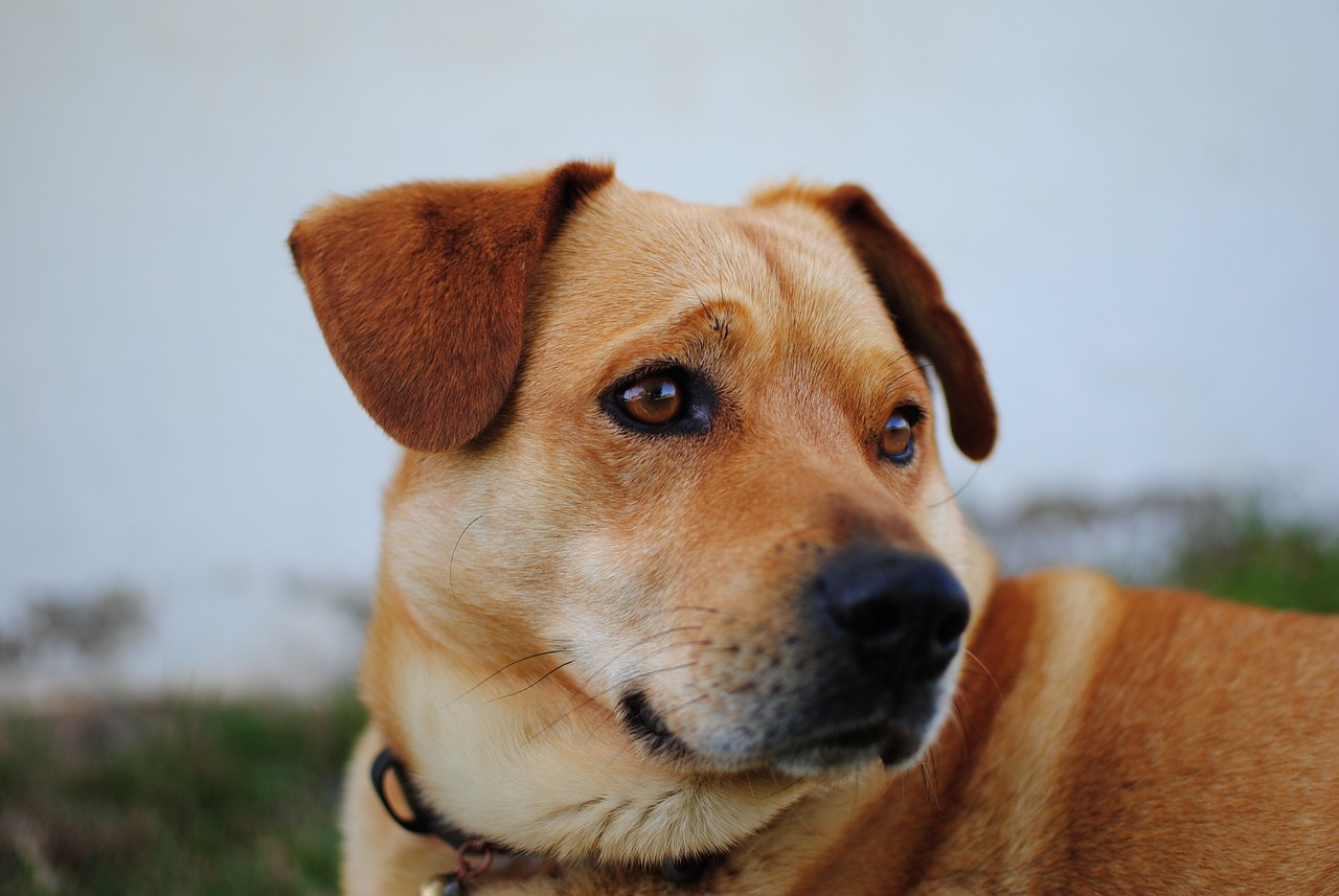 两个月大的萨摩犬的泪痕问题，成因、管理与解决策略